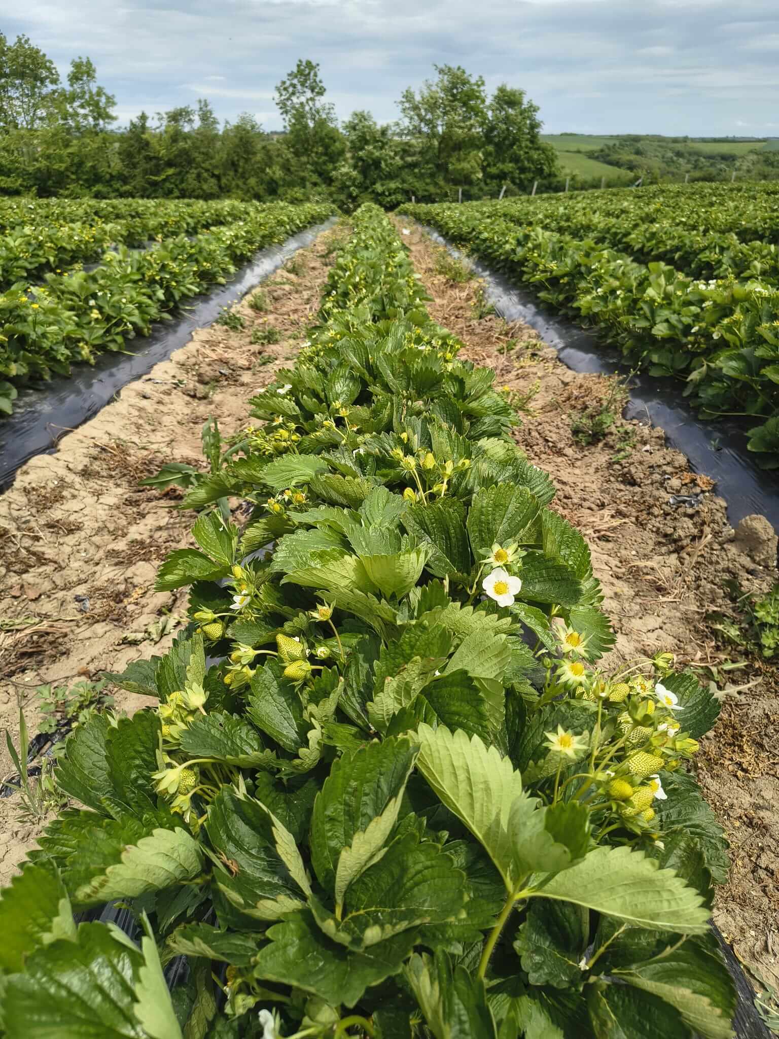 Sveže ubrane jagode
